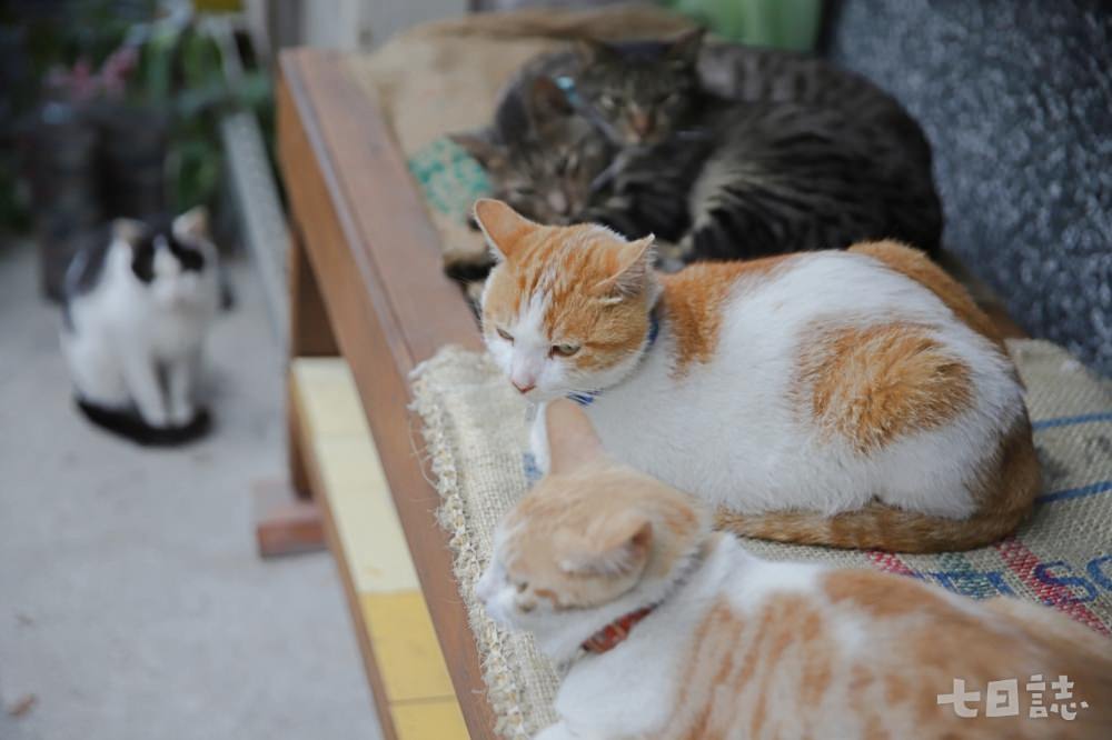不請自來的流浪貓也成為團隊的一員，用動物可愛的力量治癒心靈｜妮可魯 攝