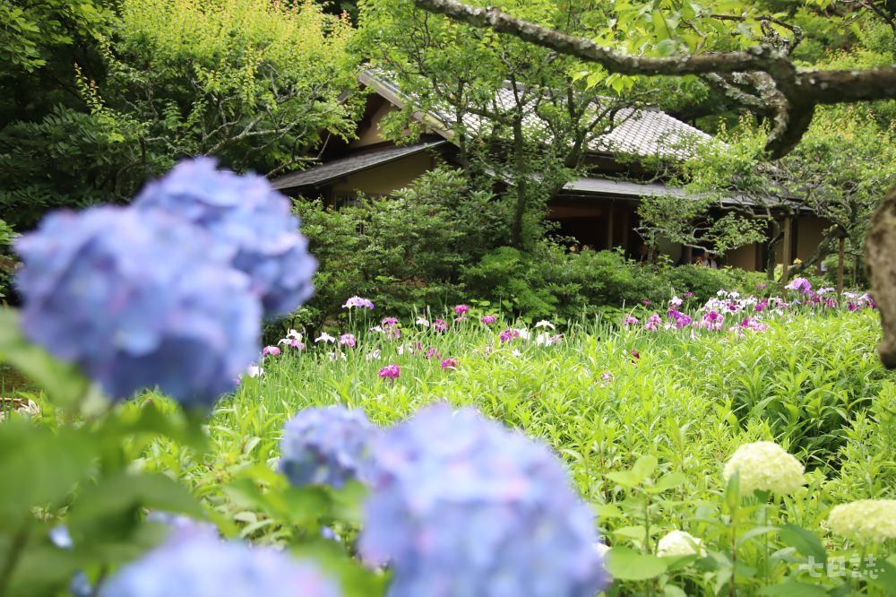 氣候潮濕的鎌倉適合種植紫陽花，吸引許多遊客在梅雨季節前來賞花｜妮可魯 攝