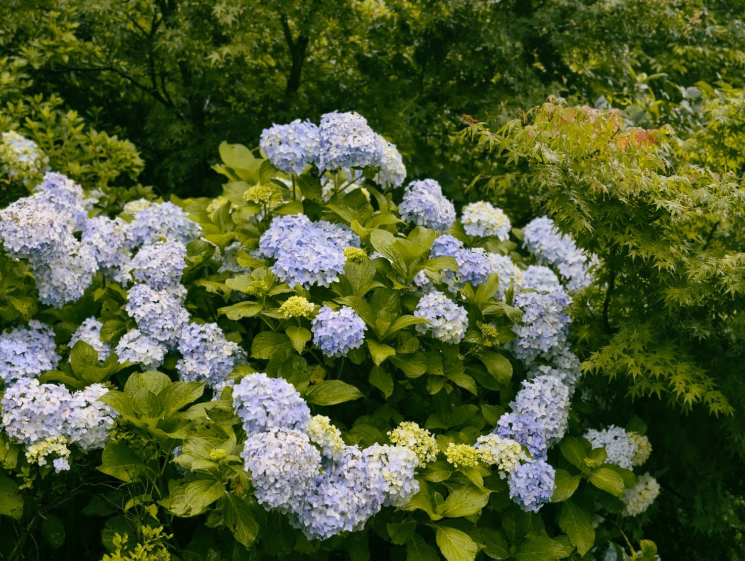 【旅天下】九州|漫遊佐賀 「御船山樂園」 細雨中賞繡球花、佐賀新大谷飯店午茶!在地美食鮮魚料理 - 第3張圖