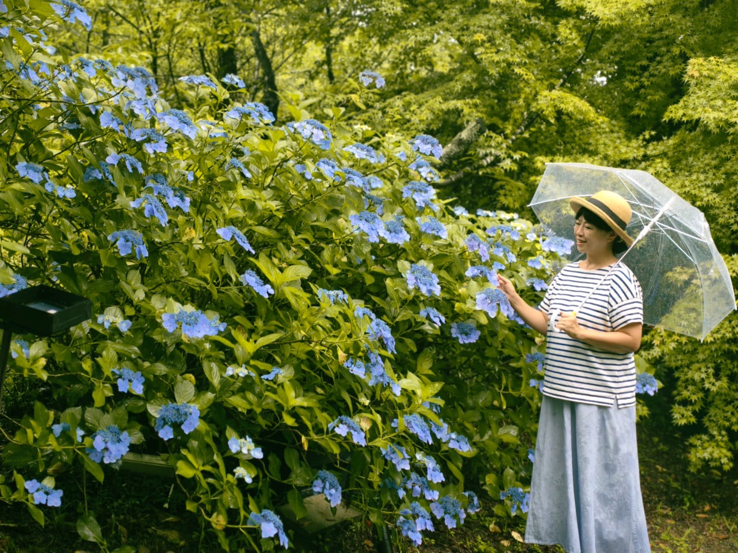 【旅天下】九州|漫遊佐賀 「御船山樂園」 細雨中賞繡球花、佐賀新大谷飯店午茶!在地美食鮮魚料理 - 第2張圖